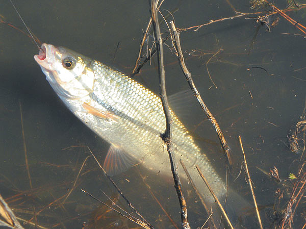 Изображение Фото: Маилкова Анатолия.