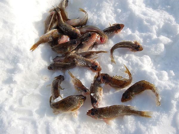 Изображение Мартовский ерш для ухи самый лучший. Фото: Андрей Яншевский.