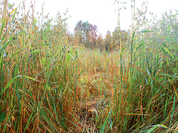Изображение Потравленный жирующим медведем овес. Фото автора.