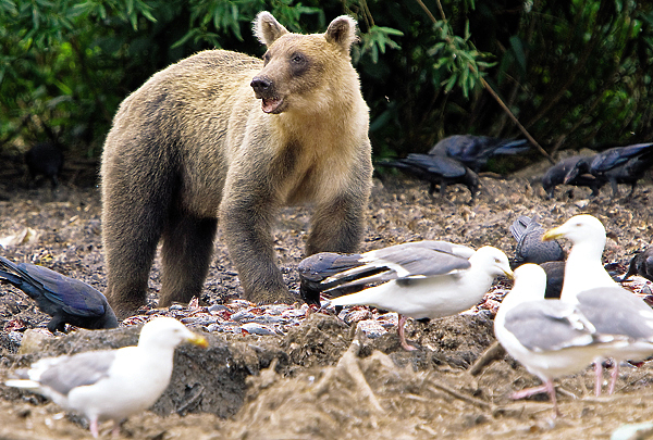 Изображение Богатая кормовая база и оптимальные природные условия обеспечивают устойчивое существование и воспроизводство популяции бурого медведя на островах. 