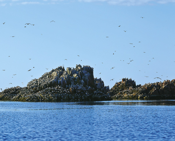 Изображение 25–30 тыс. птиц кольцуется каждый год в Кандалакшском заповеднике. 