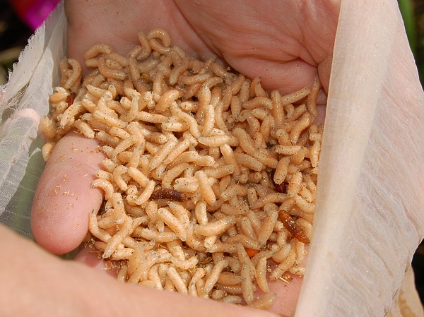 Изображение Фото: Андрей Яншевский.