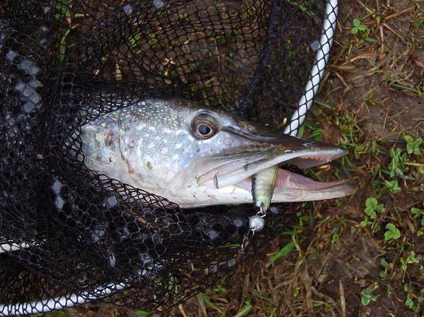 Изображение Фото: Яншевского Андрея. 