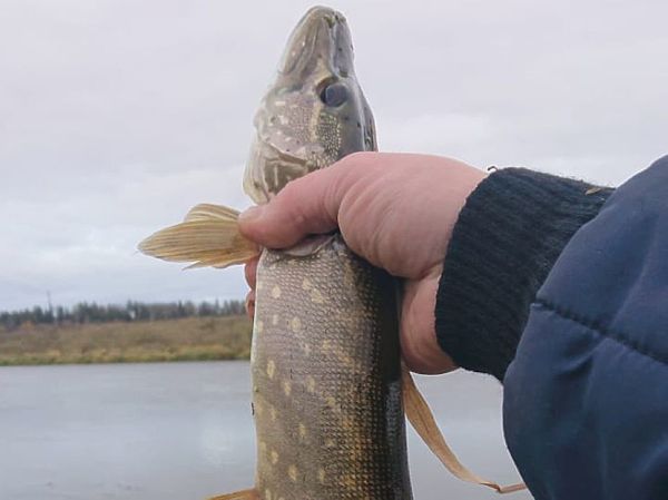 Изображение Количество пойманных и отпущенных щук ограничивается только размером компании. Фото: Евгений Кузнецов. 