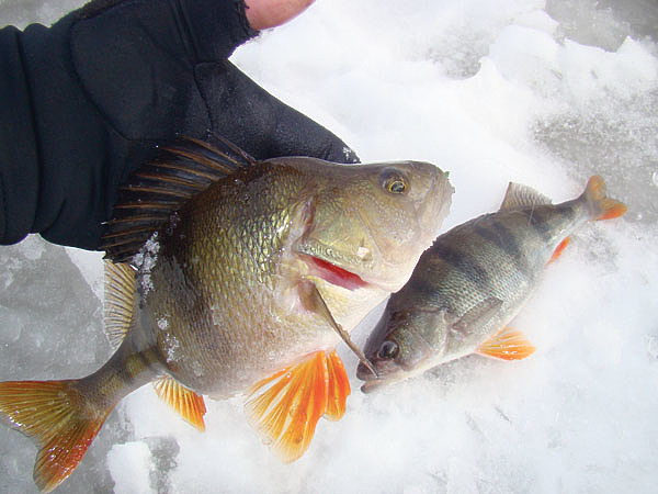 Изображение Окунь более других рыб предпочитает подо льдом заросшие травой мелководья, где находит много кормовой живности. Фото: Линника Николая.