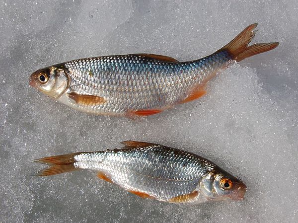 Изображение Фото: Андрей Яншевский. 