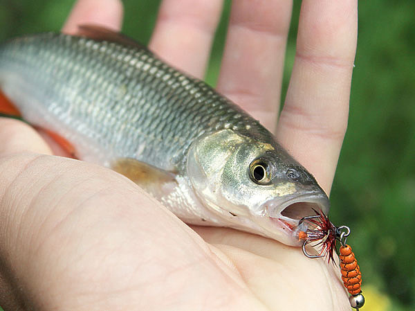 Изображение Небольшие вертушки и мухоблесны искушают мелких голавлей. Фото: Николай Лебедев.