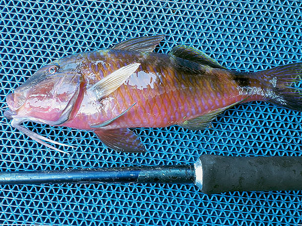 Изображение Вот такая она, рыба-свинья. И почему чуть что, так сразу свинья? Фото: Андрей Рыбаков.