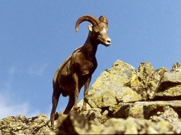 Изображение Молодой самец снежного барана  в районе горы Аюмкан. Фото автора. 