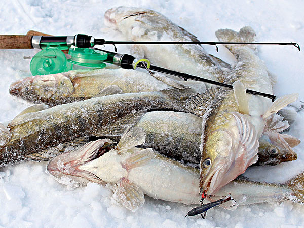 Изображение Судак — стайная рыба, поэтому главной задачей будет обнаружение его стоянки. Фото: Сергей Смирнов.