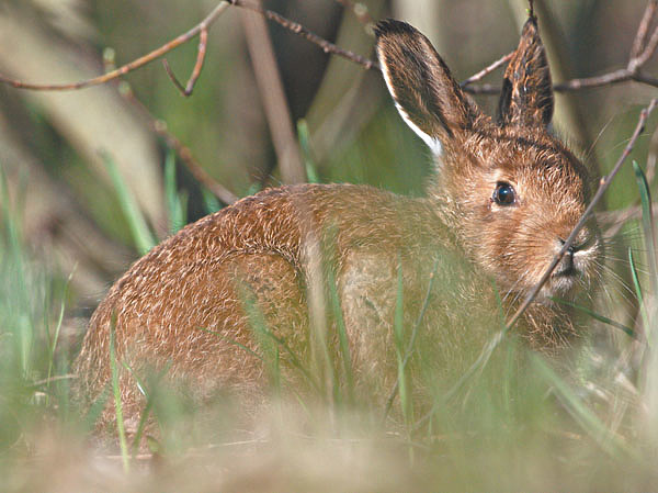 Изображение Фото Дмитрия ЩАНИЦЫНА 