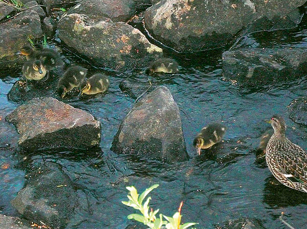 Изображение Природа Финляндии разнообразна и охраняется очень строго. Фото автора.
 