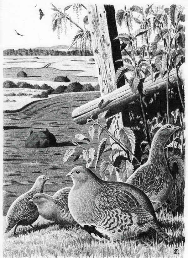 Изображение Рисунки автора