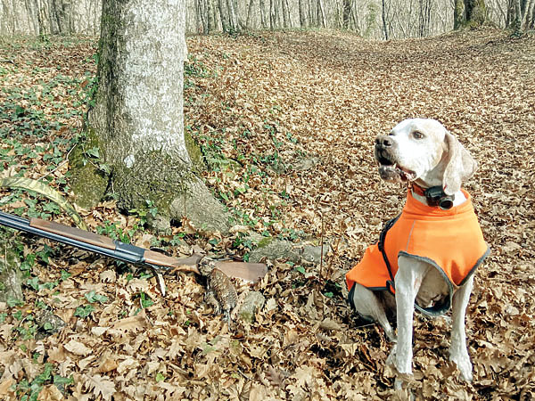 Изображение На охоте в лесу для собаки необходим яркий жилет: он и следить за ней поможет, и от случайного выстрела убережет. Фото автора. 