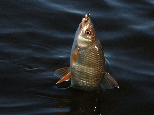 Изображение Летняя ловля на мормышку один из самых азартных и добычливых видов рыбалки. Фото: Евгений Кузнецов.