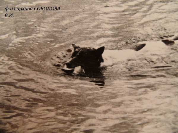 Изображение Задира на испытаниях по утке (диплом 1-ой степени).