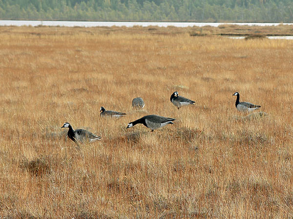 Изображение Фото автора.