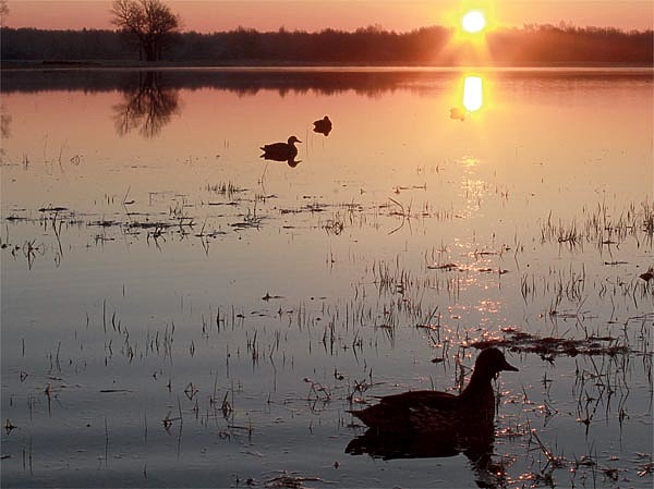 Изображение Этот разнотравный пойменный луг в апреле полностью затоплен половодьем.   Прекрасные места для охоты с подсадной! ФОТО СЕРГЕЯ ФОКИНА 
