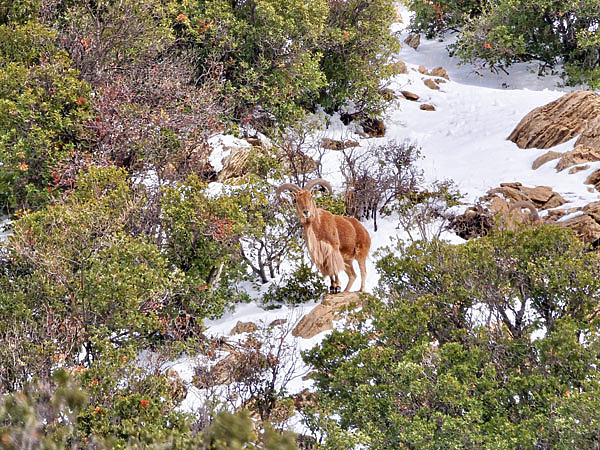 Изображение Старый самец с роскошным подвесом — желанный трофей каждого горного охотника. Фото автора. 