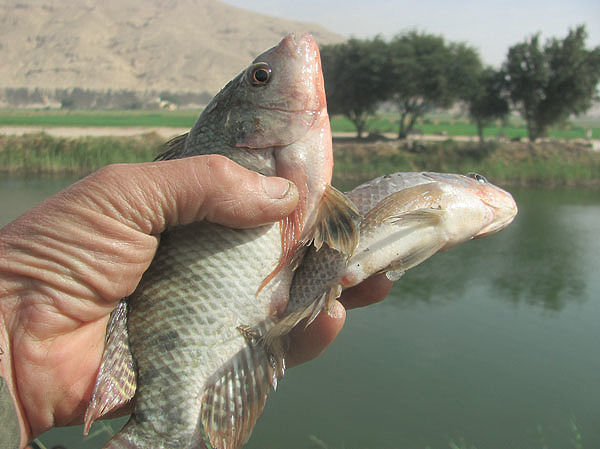 Изображение Нильская рыба тиляпия очень похожа на нашего карася. Фото: Владимир Супруненко.