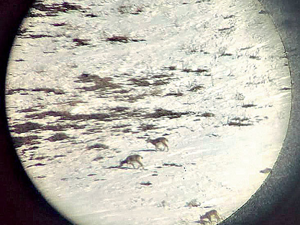 Изображение Наконец зверь обнаружен! Фото автора. 