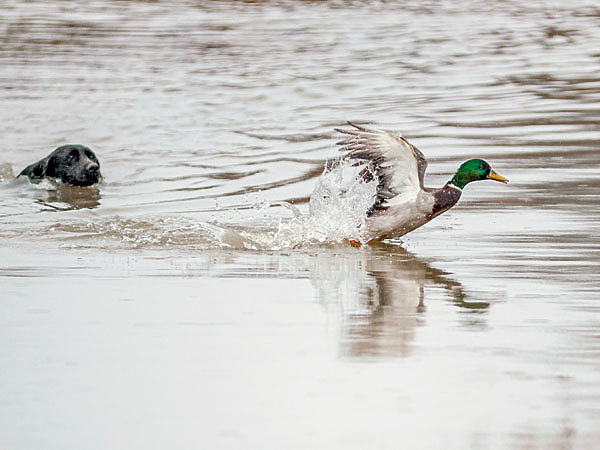 Изображение ФОТО SHUTTERSTOCK 