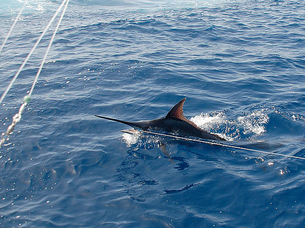 Изображение При стремительных бросках марлина главное — не ослаблять натяжение лески, иначе сход рыбы неизбежен. Фото: Тоболь Евгении.