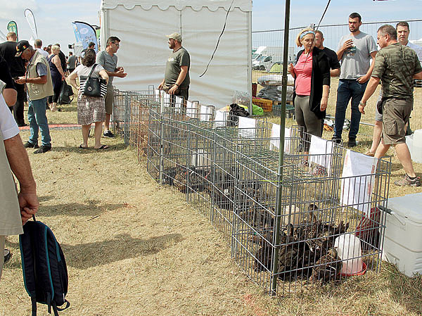 Изображение Кряквы крякали, охотники выбирали себе птицу поголосистей. Фото автора.