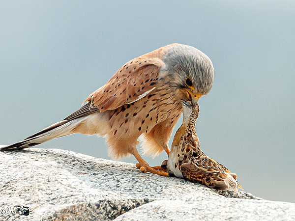 Изображение У перепелок много врагов, особенно среди пернатых хищников. Ими не брезгует даже казалось бы безобидная пустельга. ФОТО HARI K PATIBANDA/WIKIMEDIA.ORG (CC BY 2.0) 