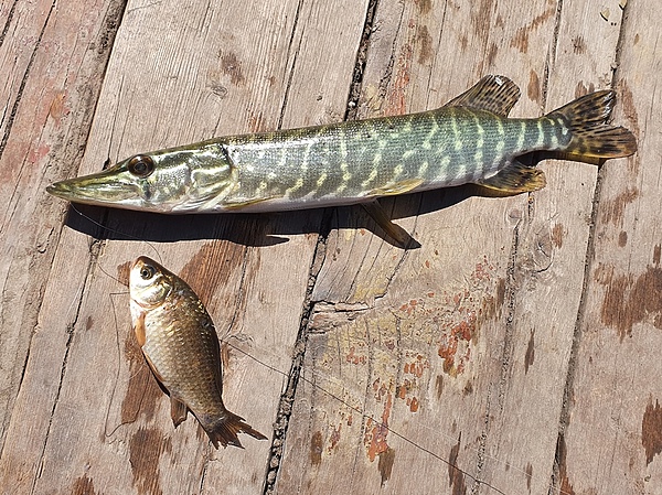 Изображение Слишком большой живец для щуки такого размера. Фото: Геннадий Шеляг.