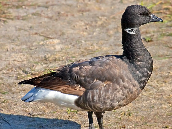 Изображение ФОТО ANDREAS TREPTE/WIKIMEDIA.ORG (CC BY-SA 2.5)