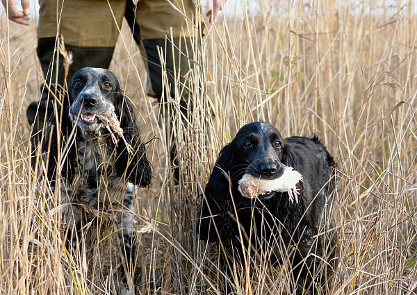 Изображение С «чужими» (а это заводчики, охотники, работники притравочных станций, просто владельцы породистых животных) надо бороться, считают зоорадикалы. Фото: shutterstock