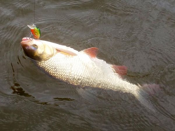 Изображение А я думал, что Mottomo Toro ловит только судаков. Фото: Алексей Коломиец.