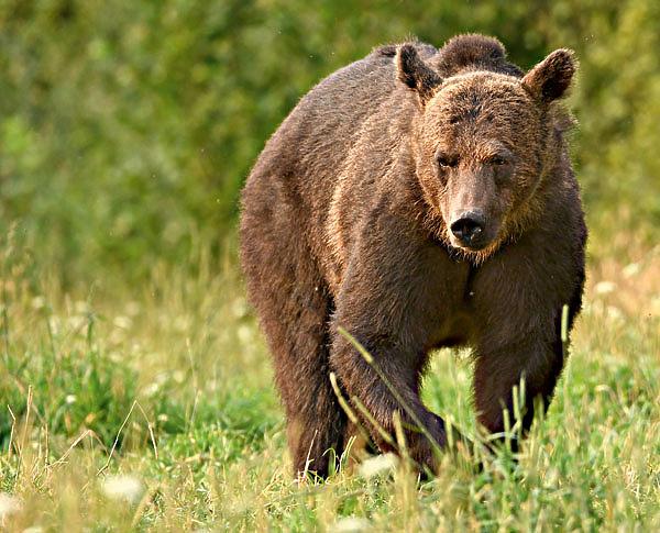Изображение Казалось, что, проспав весь день, зверь хотел набить опустевшее брюхо колосьями сладкого злака, оставив на потом выяснение отношений с непрошеными гостями.  Фото:  SHUTTERSTOCK