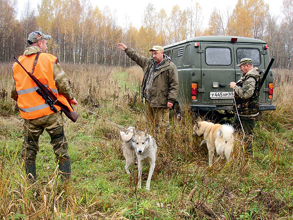 Изображение По чернотропу успех облавной охоты во многом зависит от опыта зверовых лаек. Фото автора.