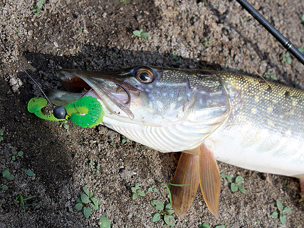 Изображение Чтобы не потерять и приманку, и трофей, при ловле зубастой следует использовать металлический поводок. Фото: Николай Лебедев.