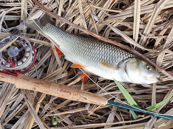 Изображение Этот голавль соблазнился на мушку под названием «Стимулятор». Фото: Геннадий Шеляг.
