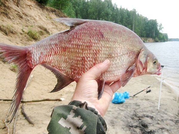 Изображение Фото: Токарева Александра.