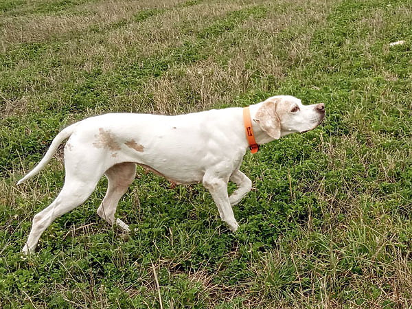 Изображение Скульптурная стойка пойнтера по перепелу —  охотничья классика. Фото автора. 