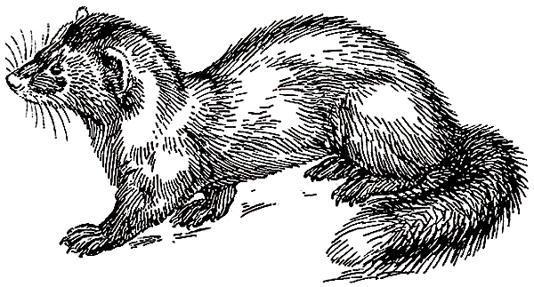 Изображение УТЕПЛЯЕМСЯ! 
В октябре на Севере пушные звери сменяют летний наряд на зимний. Волос на шкурках становится длинным, крепким, блестящим, подбитым плотным подшерстком. Да и цвет его меняется. Белка к зиме надевает теплую шубку, делает запасы кормов и днем совершает по тайге небольшие пробежки. В белоснежной шкурке нарядно выглядит горностай, лишь кончик хвостика у него черный. Белой стрелой мелькает ласка. Утепляется и северный олень. Ость у него в октябре длинная, толстая, а пух тонкий, извитой, и образуют они такой плотный покров, что зимние ветры и морозы оленю совсем не страшны.