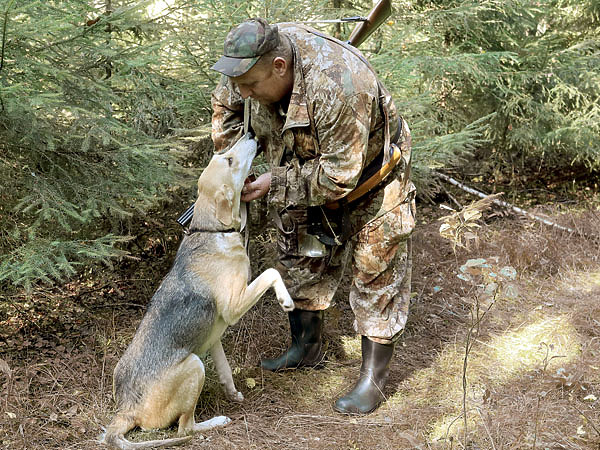 Изображение Напуск — самый эмоциональный момент для охотника и его четвероногого помощника. ФОТО Дмитрия Васильева.