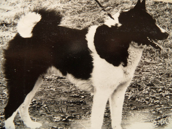 Изображение Юган 3154