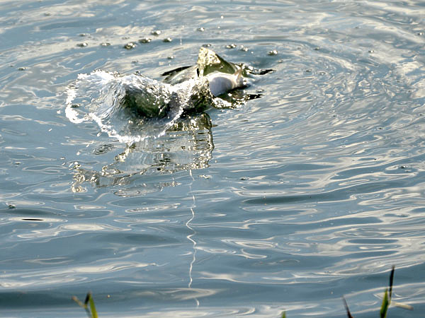 Изображение Попавшаяся на крючок форель всегда сражается до последнего. Фото: Шеляга Геннадия.