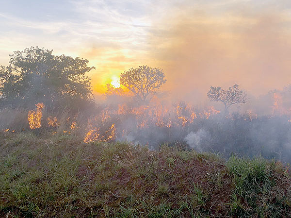 Изображение Рукотворный пожар в саванне — кратковременное бедствие локального масштаба. Фото автора.
