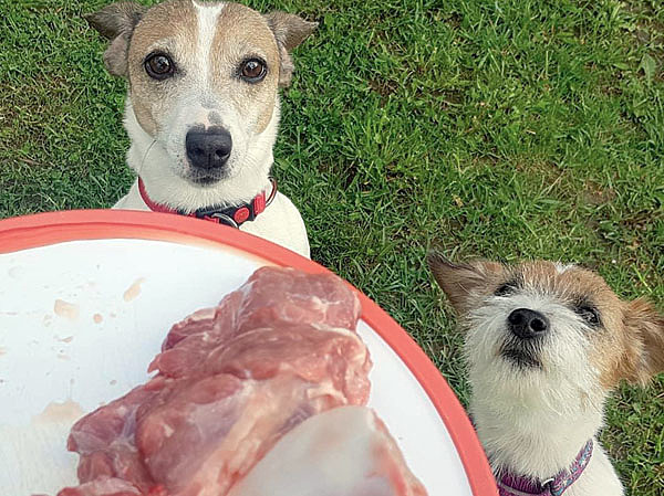 Изображение Мясо, казалось бы, такой понятный продукт в собачьей миске, однако количество мифов о нем не перестает удивлять. ФОТО ЕКАТЕРИНЫ СИДОРОВОЙ