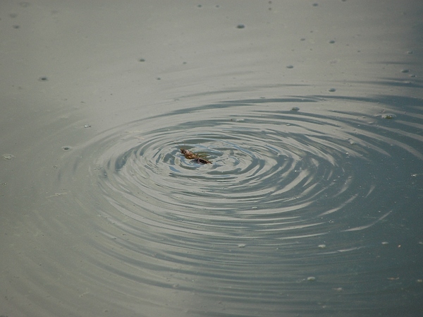 Изображение Фото: Яншевского Андрея.