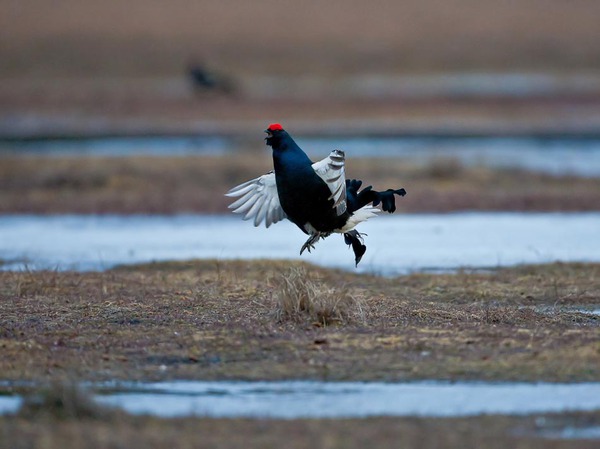 Изображение фото автора