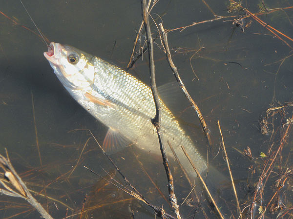 Изображение Фото: Анатолий Маилков.