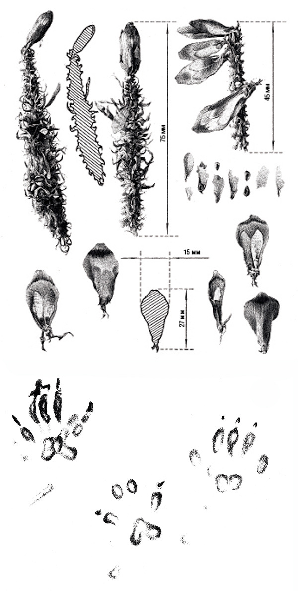 Изображение Рис. 2.
Летние (июльские) следы обыкновенной белки.
Слева представлен целый набор несъедобных остатков, брошенных белкой после извлечения семян из недозрелых (зеленых) шишек ели: стержни, чешуйки и остатки самих семянок — крылатки и семенные оболочки. В данном случае это самая ранняя регистрация кормежки белки на свежей еловой шишке — 23 июля 2008 г.
Внизу — отпечаток прыжка белки, пересекающей грязную лесную дорогу.