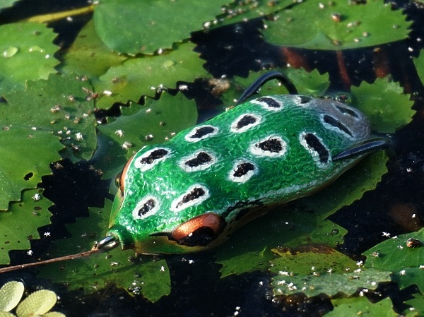 Изображение Любимая приманка силиконовая лягушка, но их должно быть несколько разных размеров и расцветок. Фото: Кузнецова Евгения.